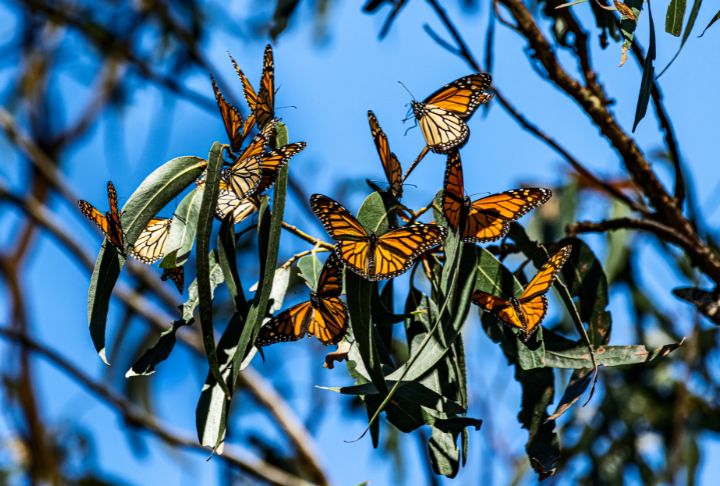 Monarch butterflies, a sensitive species, at Pismo State Beach